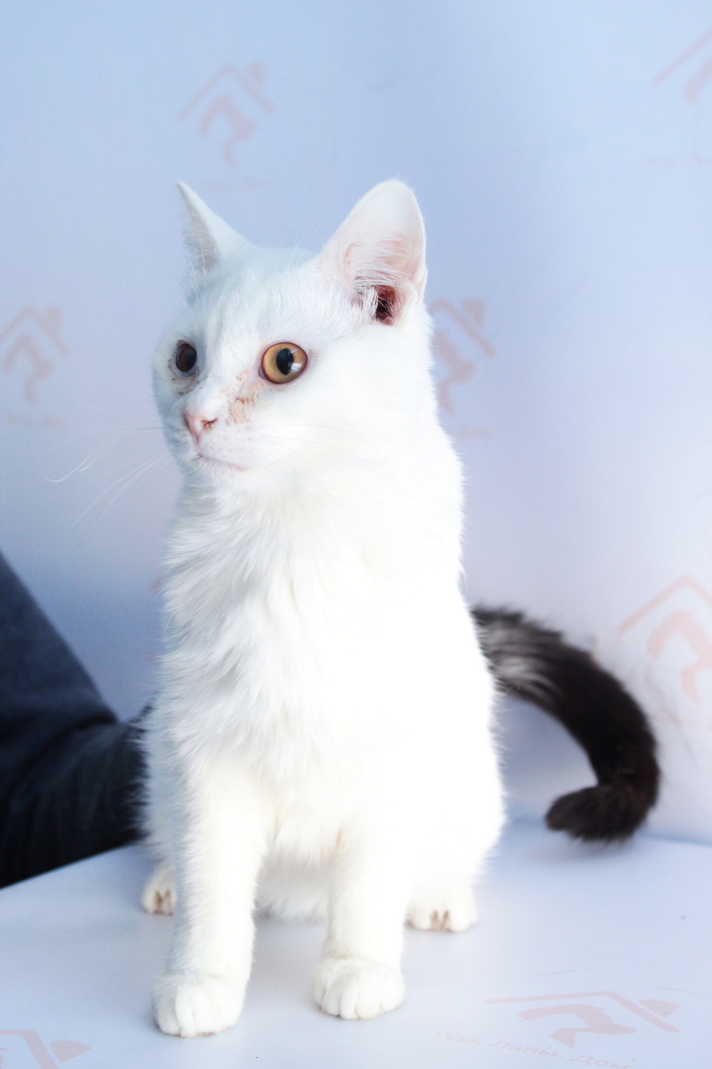 ph: Диана Стафеева