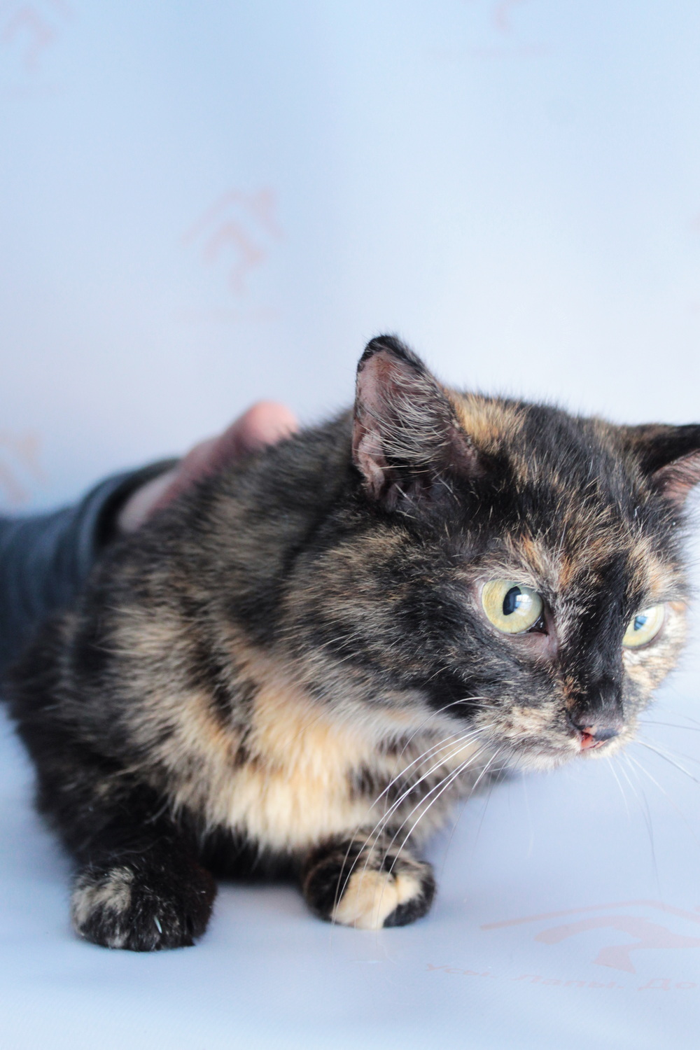 ph: Диана Стафеева