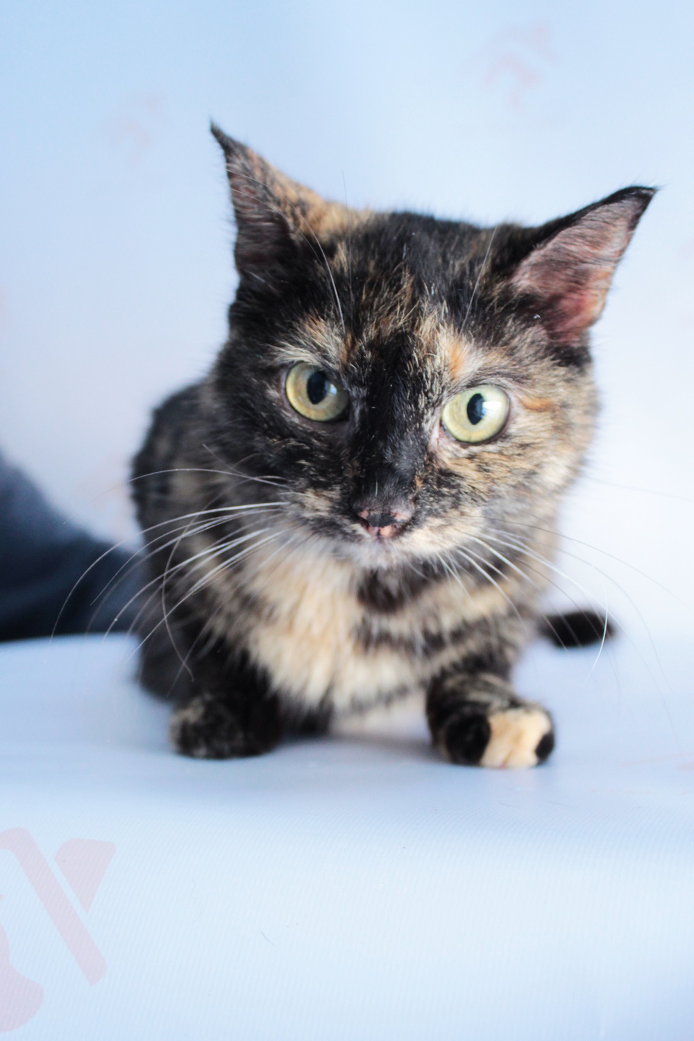 ph: Диана Стафеева