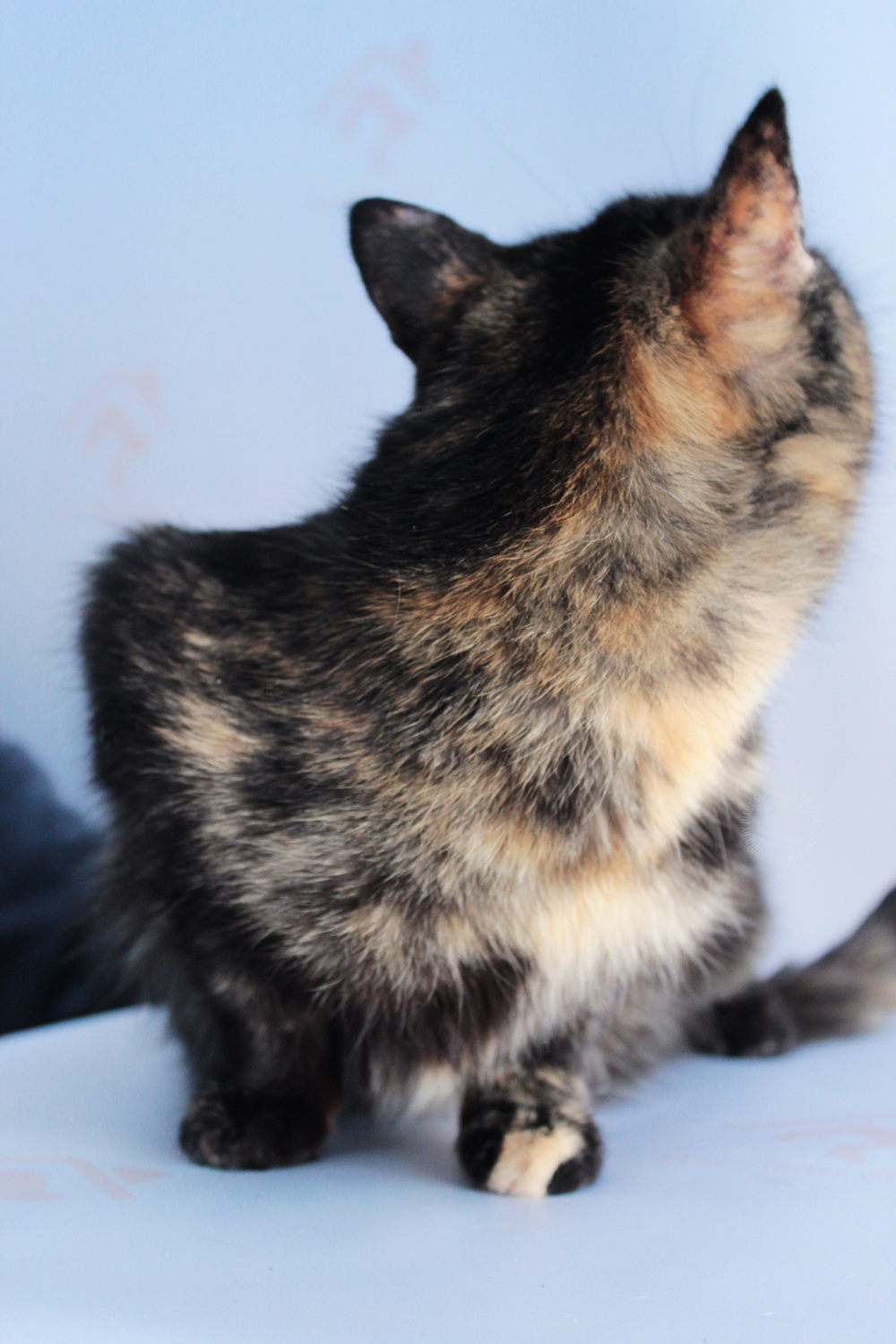 ph: Диана Стафеева