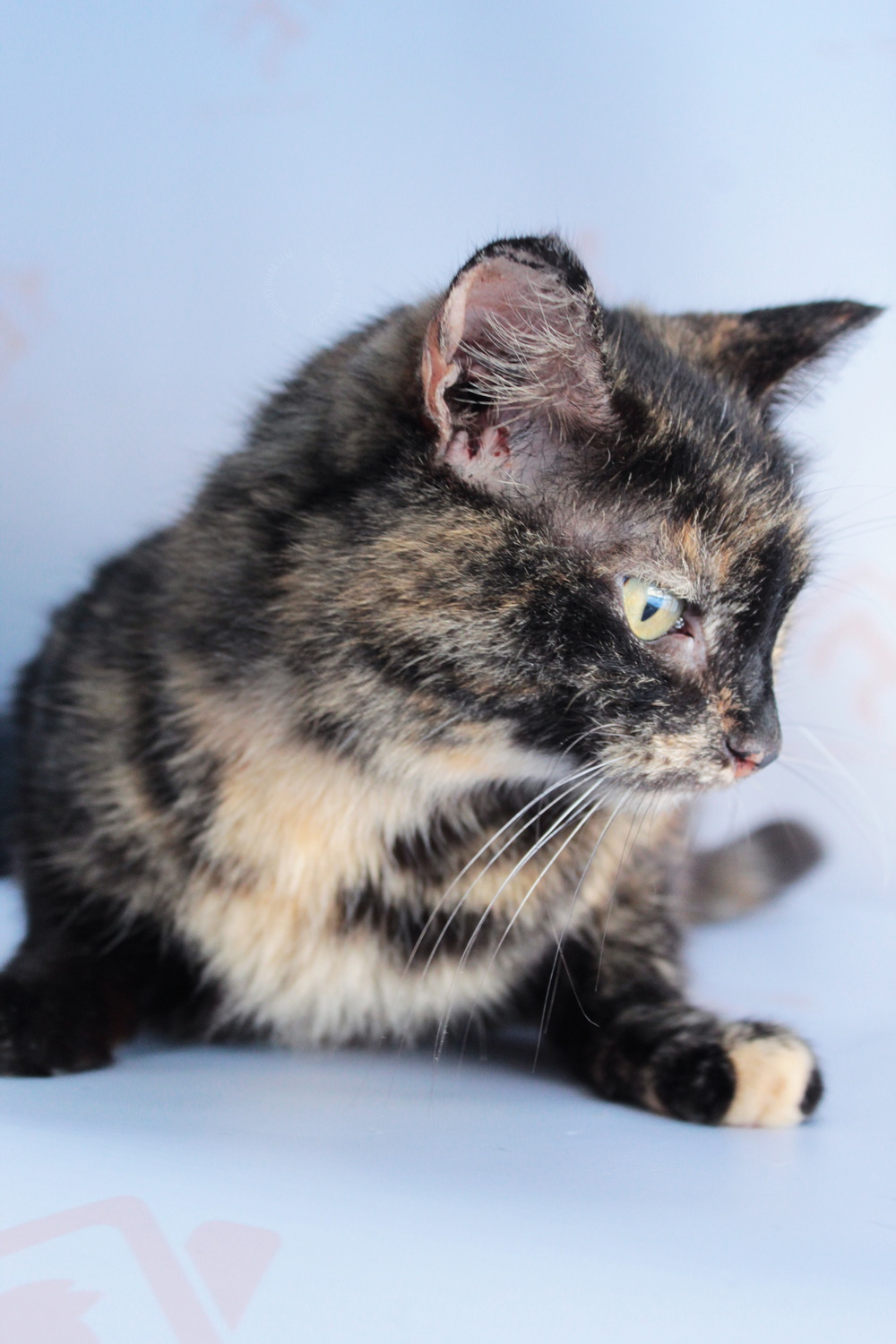 ph: Диана Стафеева