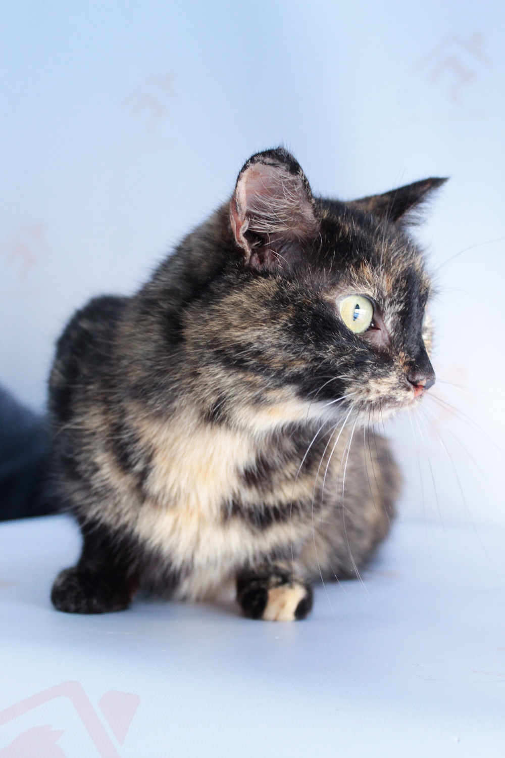 ph: Диана Стафеева