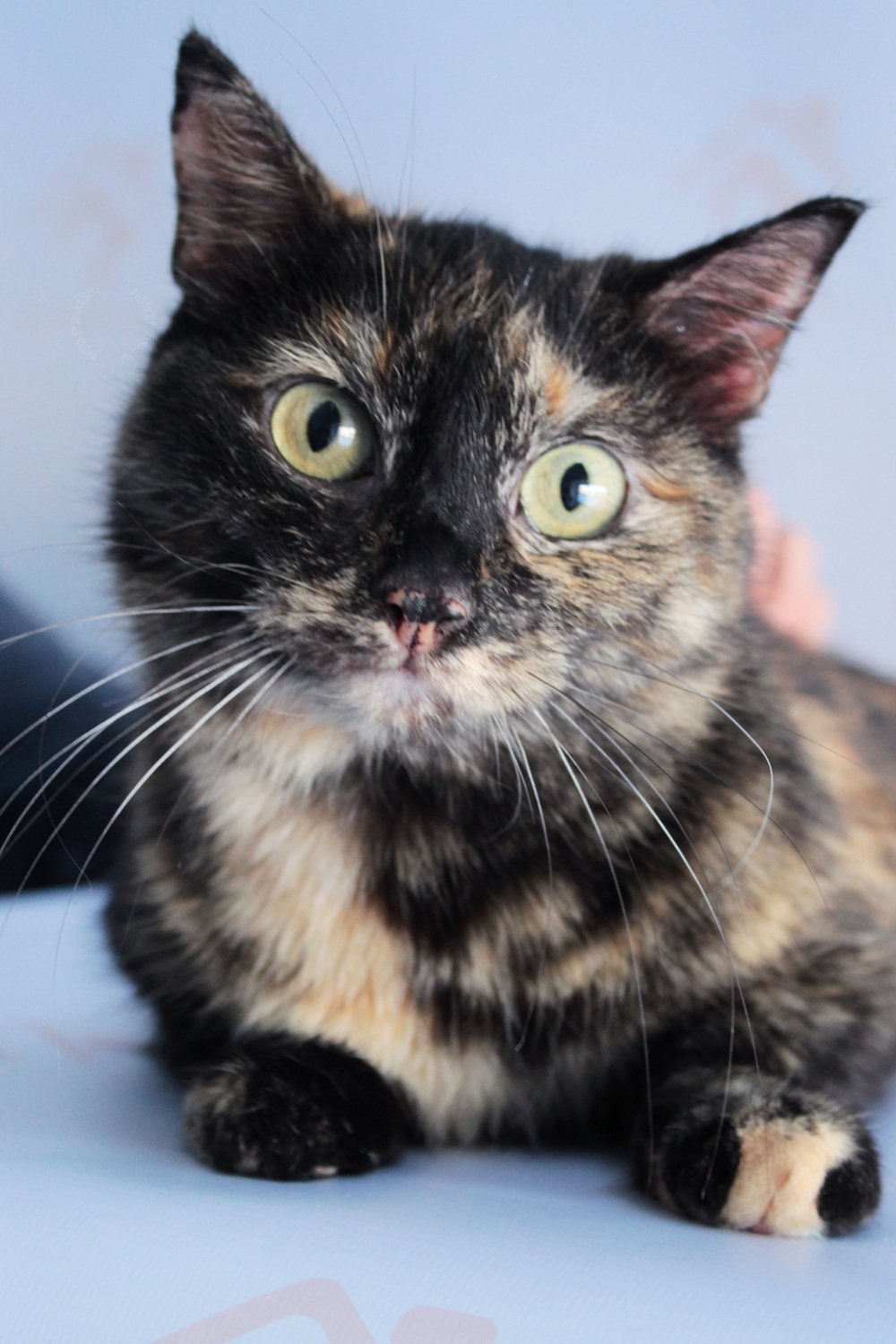 ph: Диана Стафеева