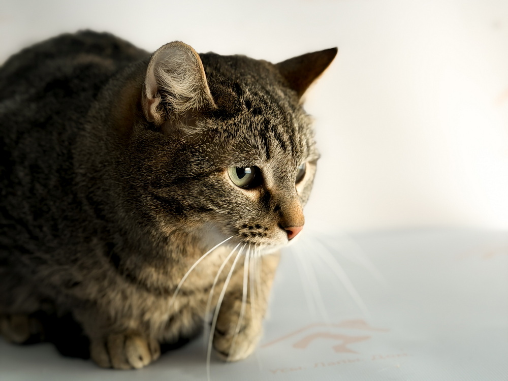 ph: Ирина Никифорова