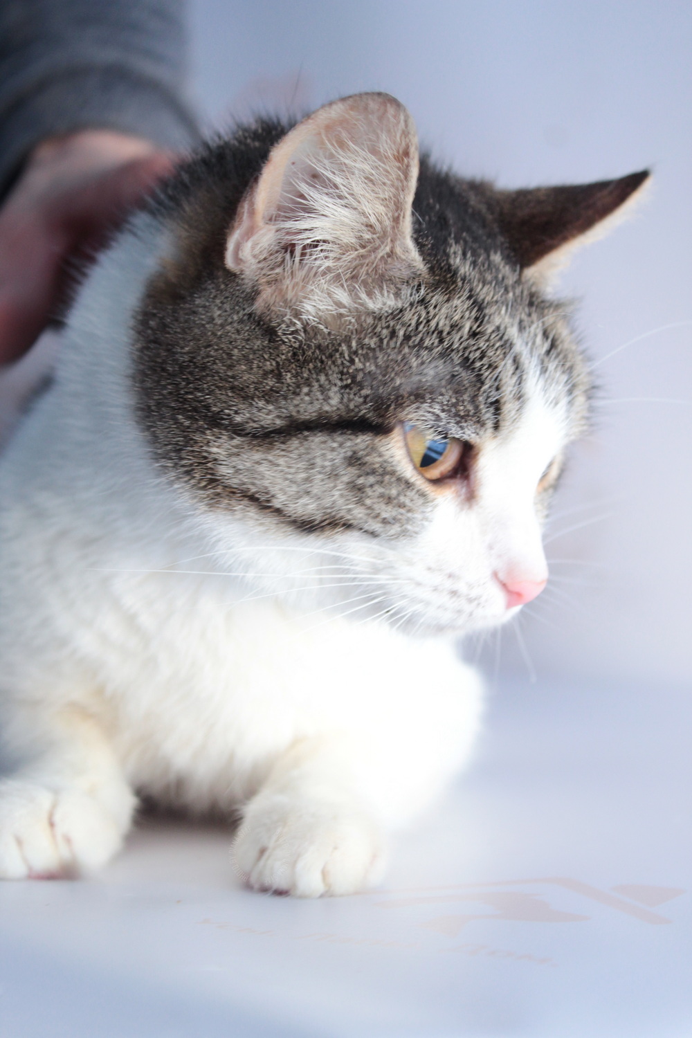 ph: Диана Стафеева