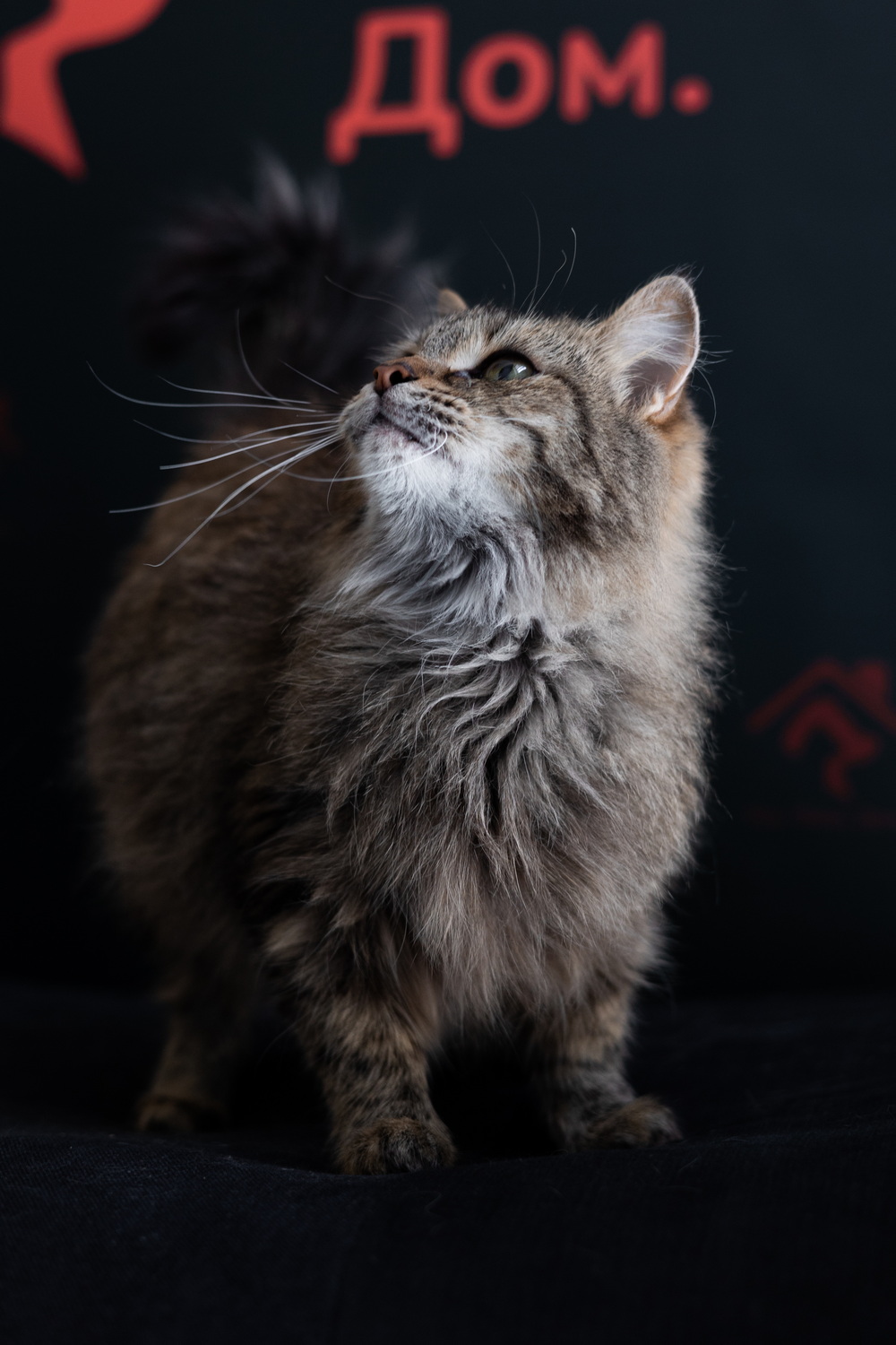 ph: Елена Тимофеева