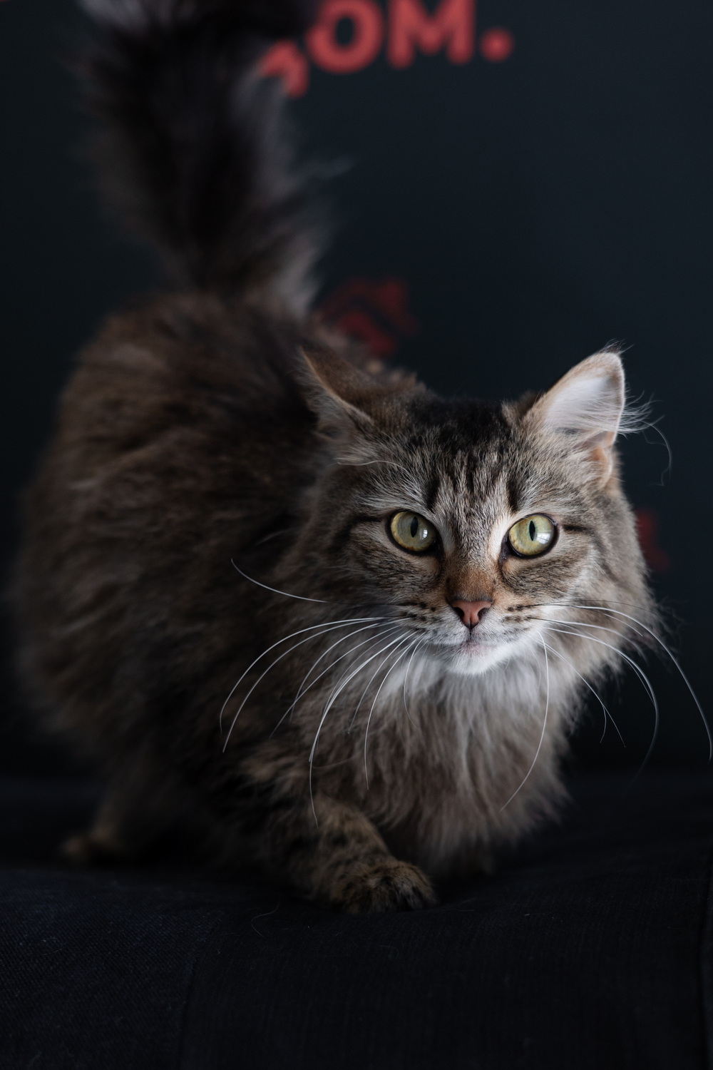 ph: Елена Тимофеева