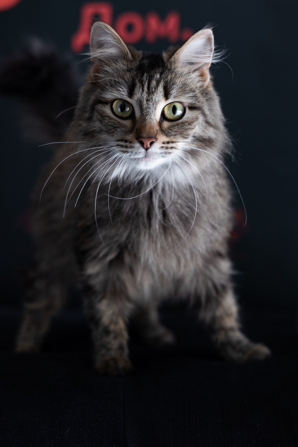 ph: Елена Тимофеева