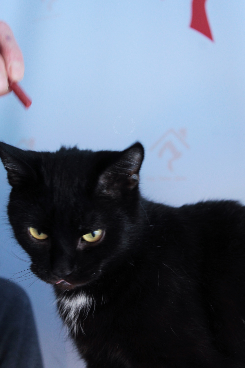 ph: Диана Стафеева