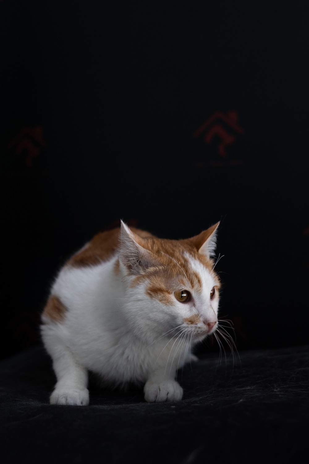 ph: Елена Тимофеева