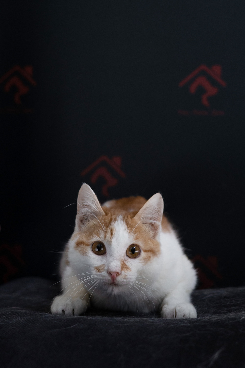 ph: Елена Тимофеева