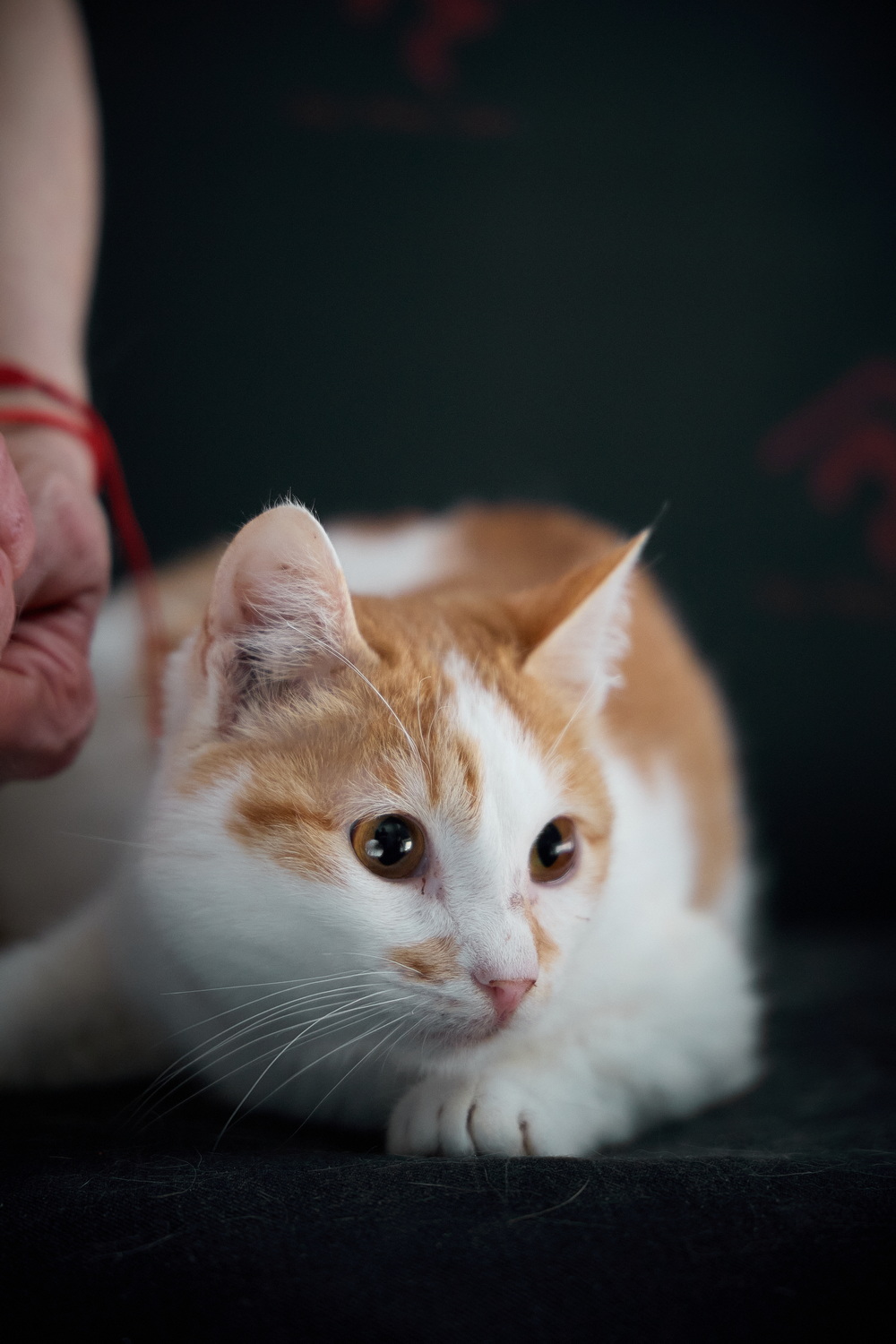 ph: Николай Коба