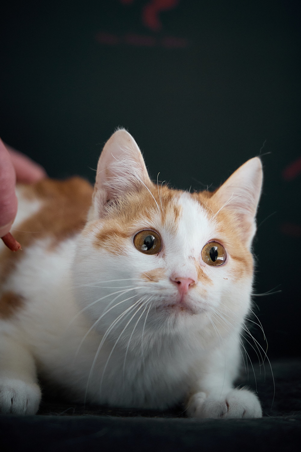 ph: Николай Коба