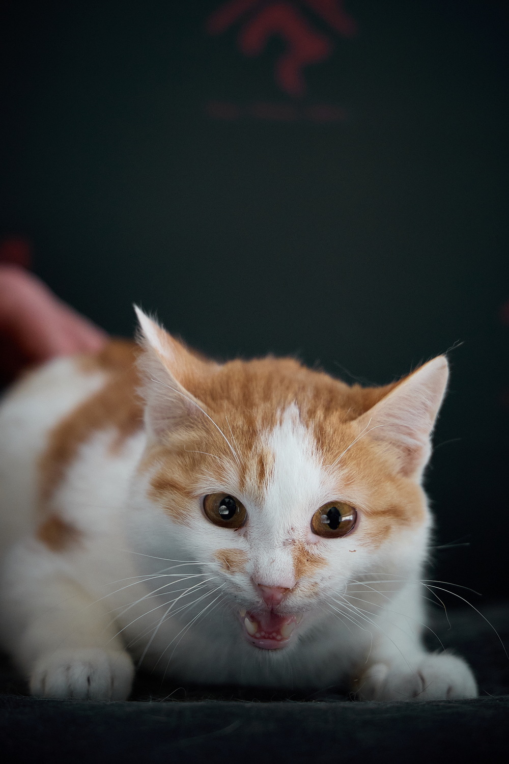 ph: Николай Коба