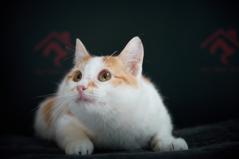 ph: Николай Коба