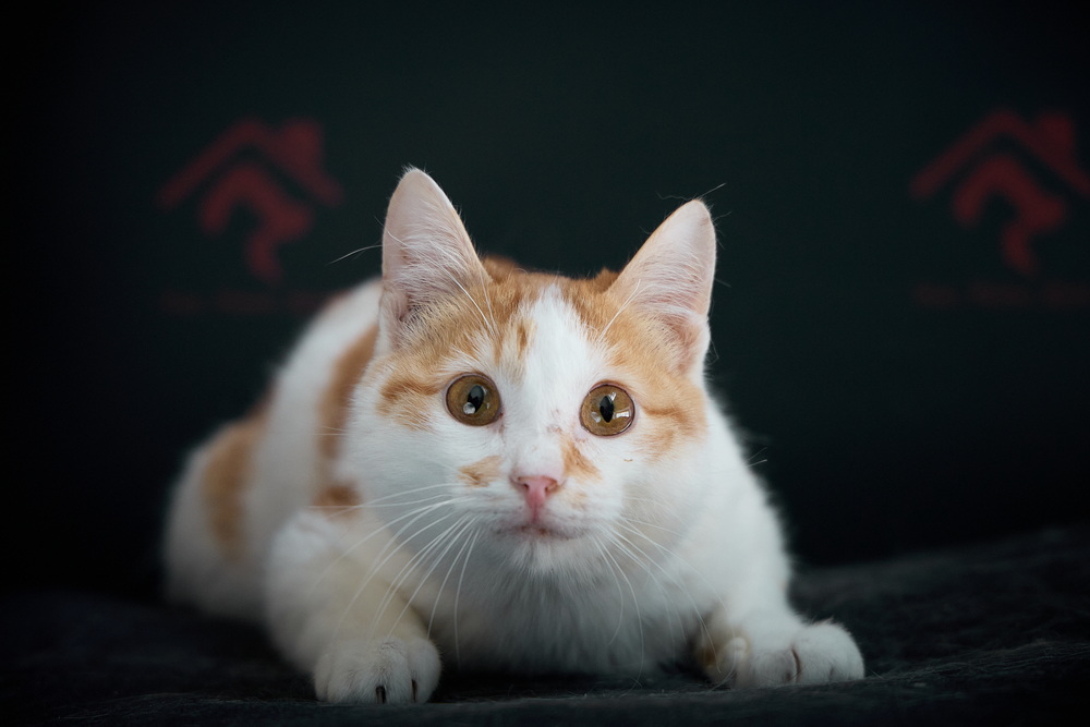 ph: Николай Коба