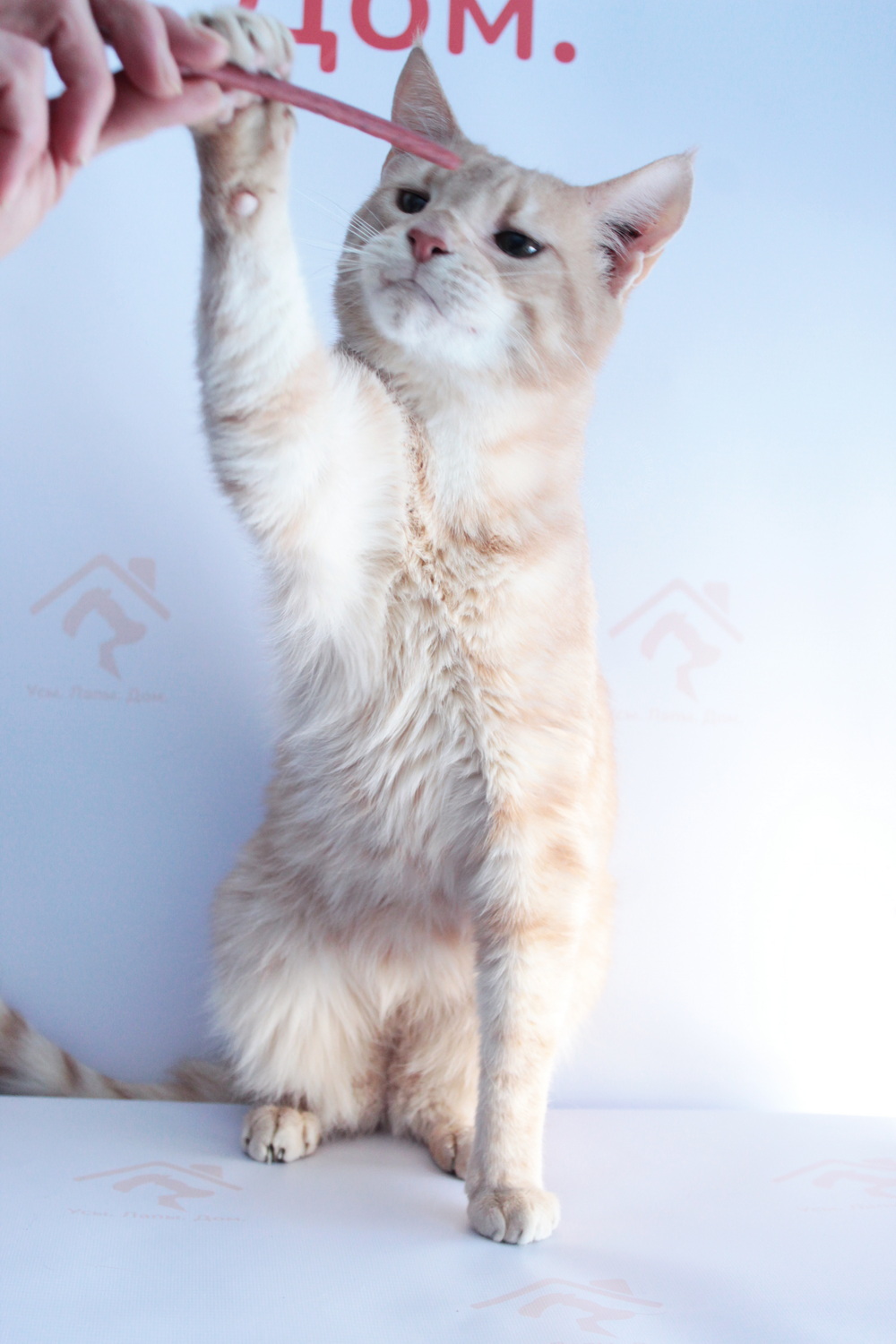 ph: Диана Стафеева