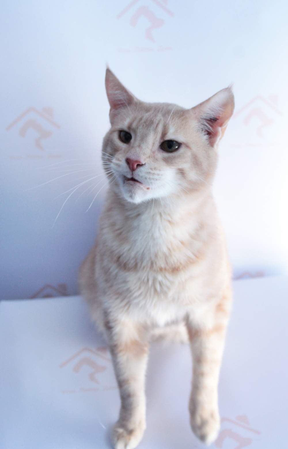 ph: Диана Стафеева