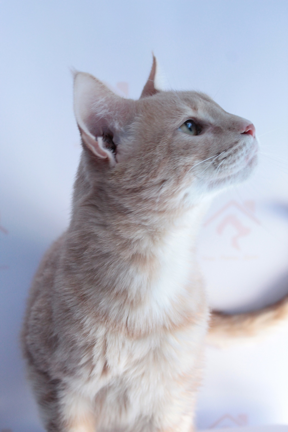 ph: Диана Стафеева