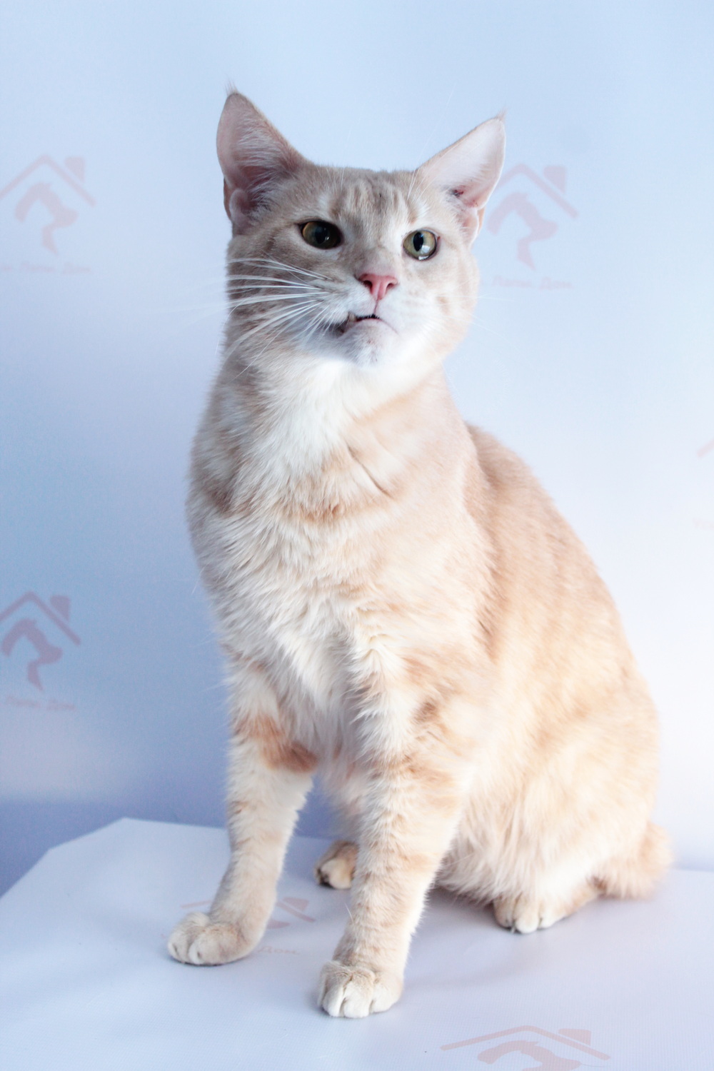 ph: Диана Стафеева