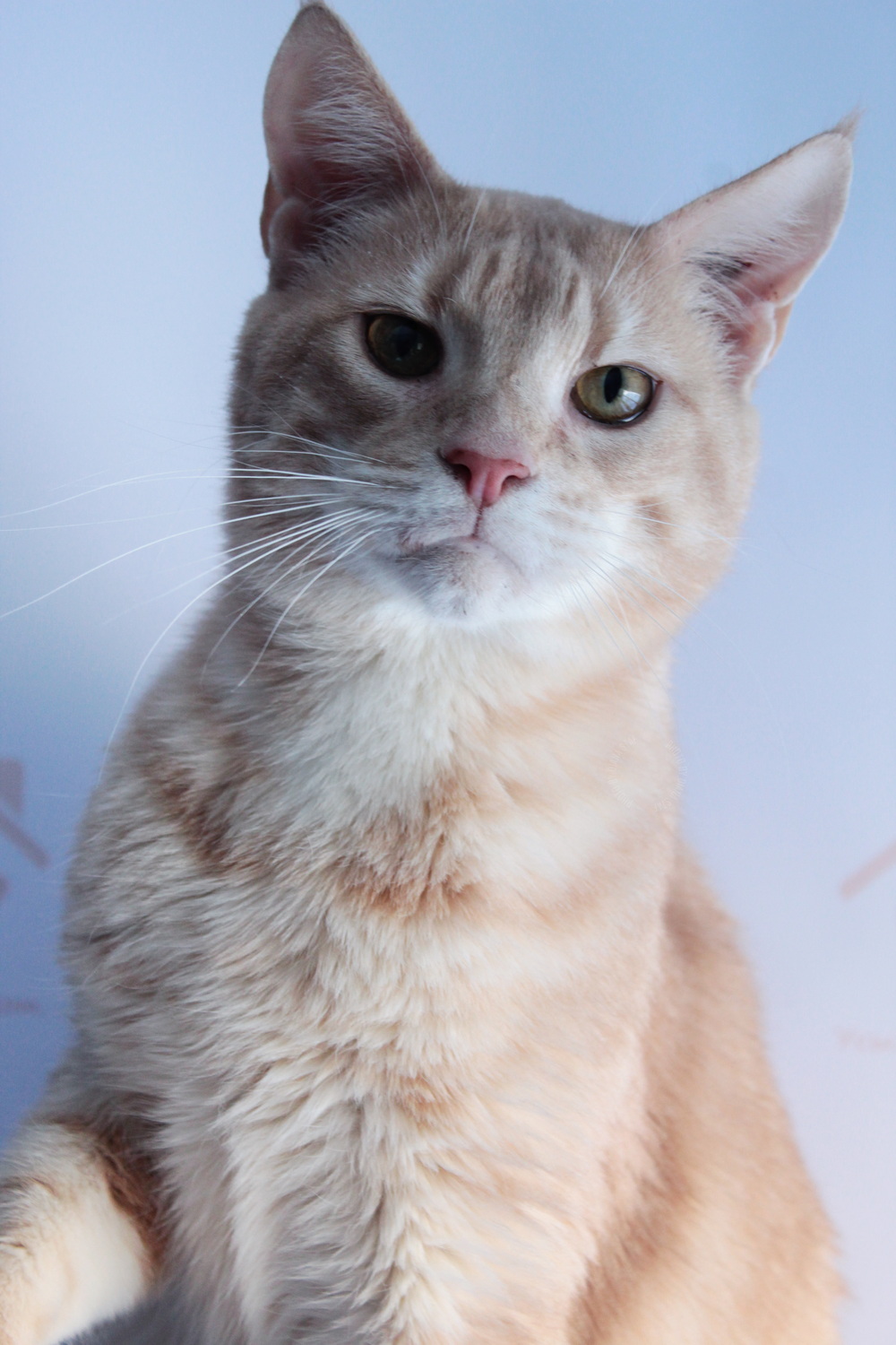 ph: Диана Стафеева