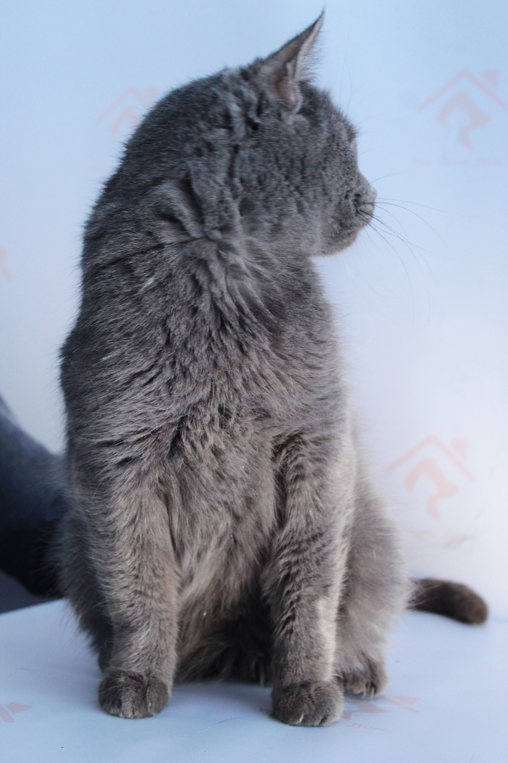 ph: Диана Стафеева