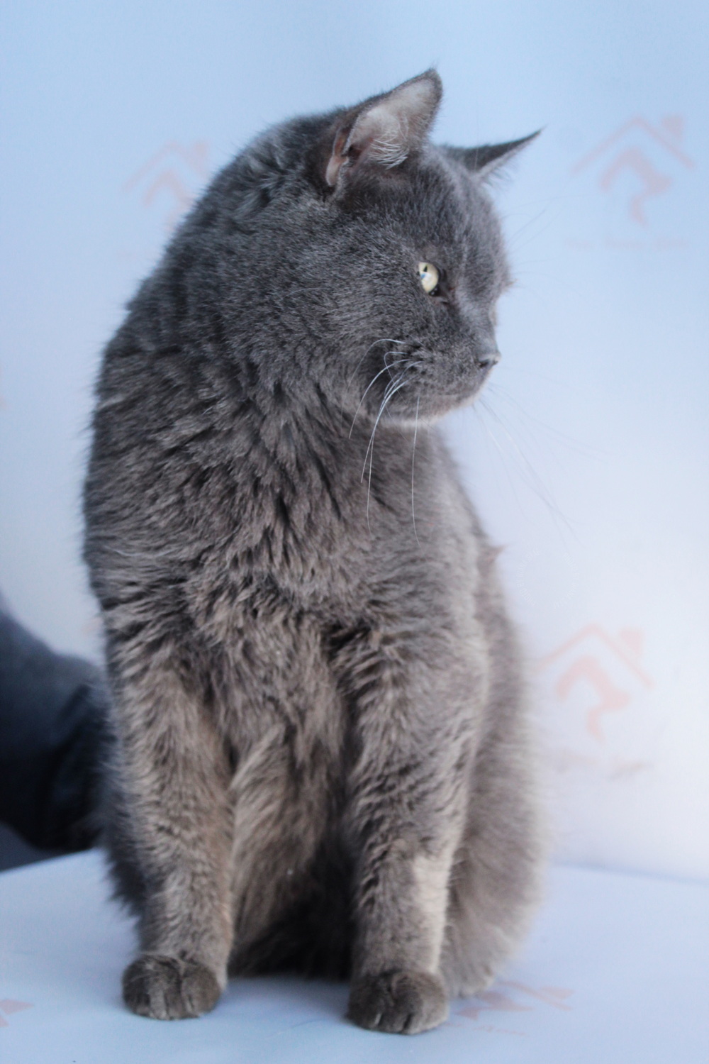 ph: Диана Стафеева