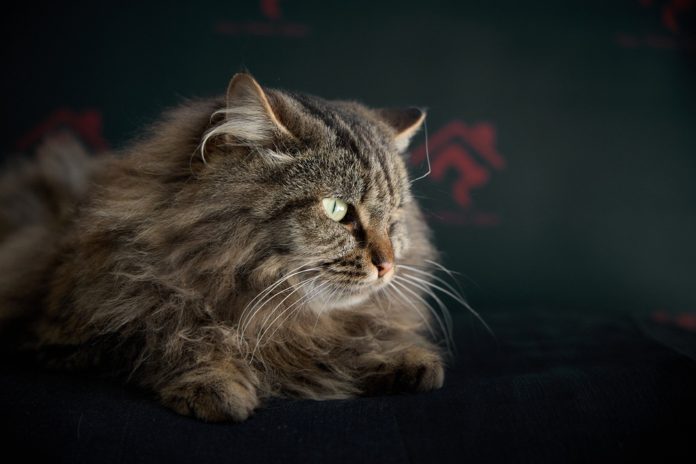 ph: Николай Коба