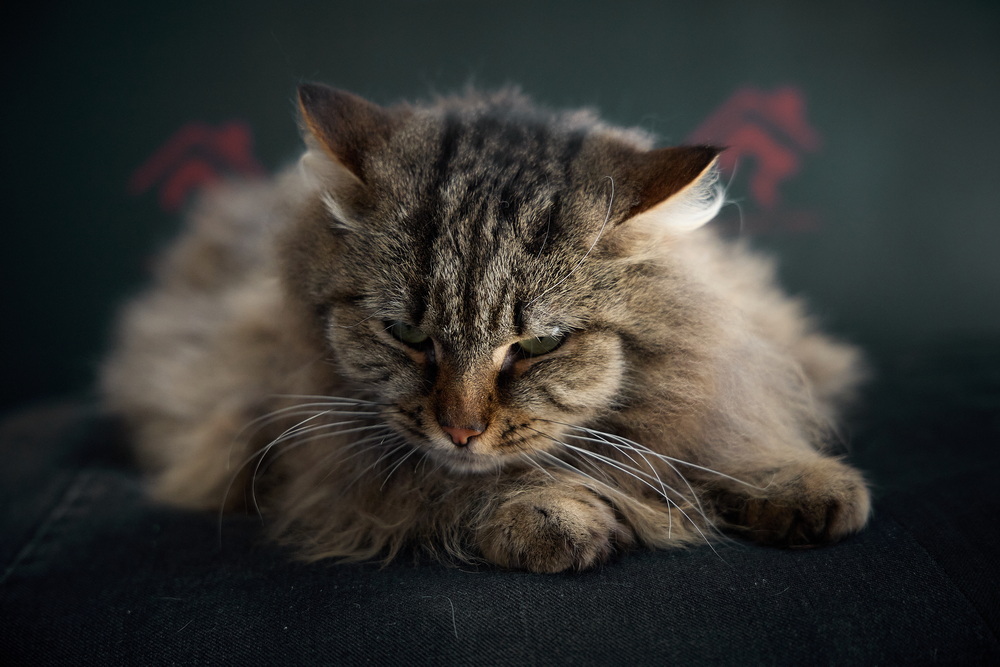 ph: Николай Коба