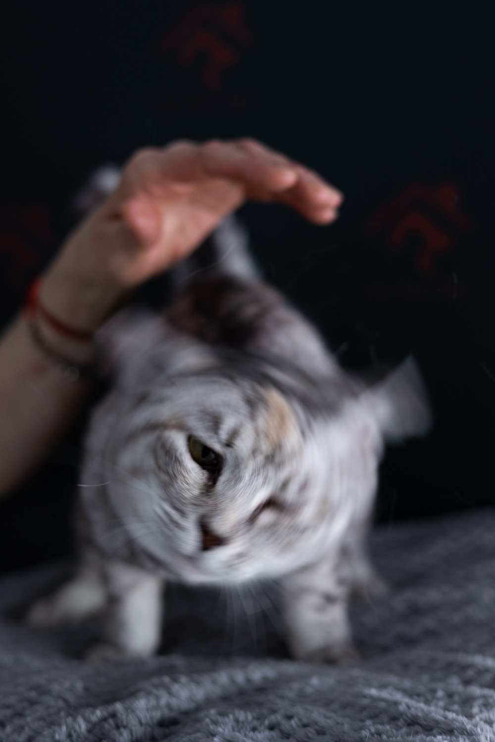 ph: Елена Тимофеева