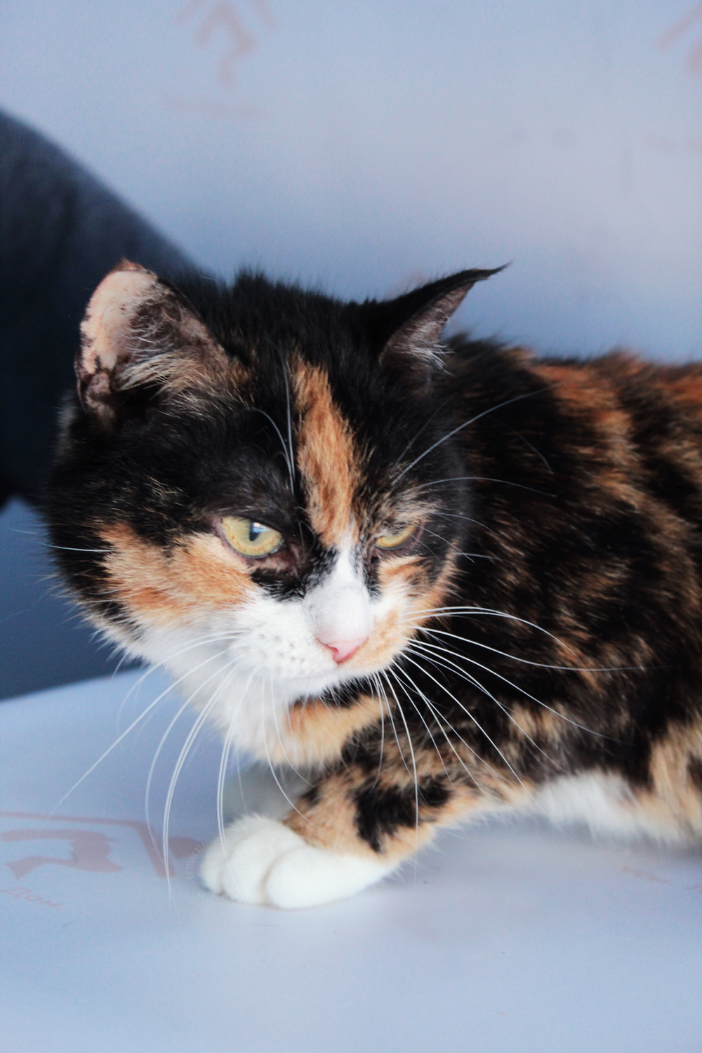 ph: Диана Стафеева