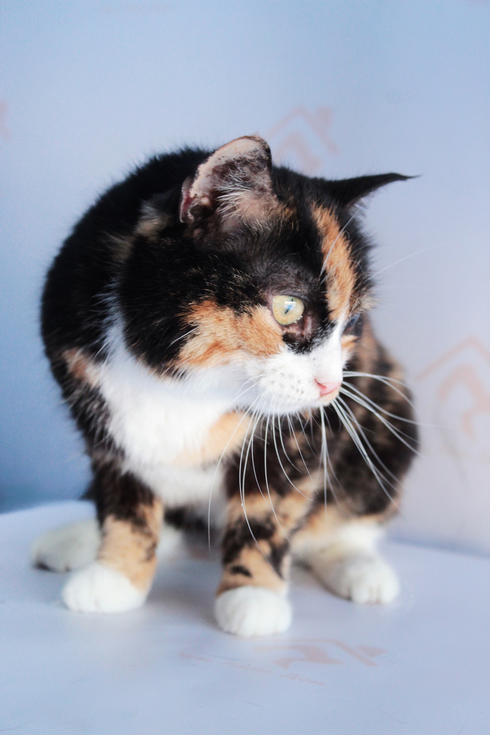 ph: Диана Стафеева