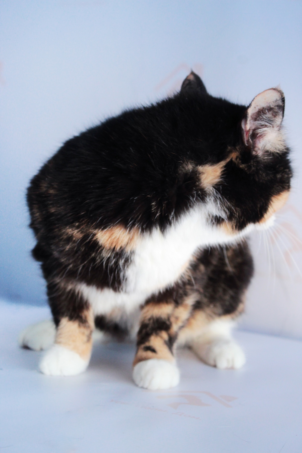 ph: Диана Стафеева