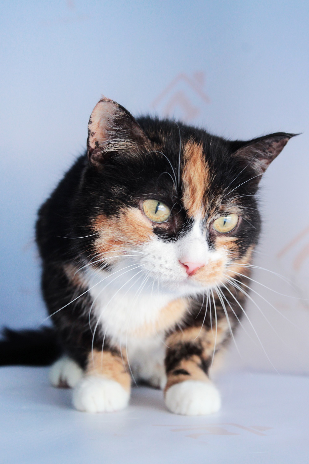 ph: Диана Стафеева