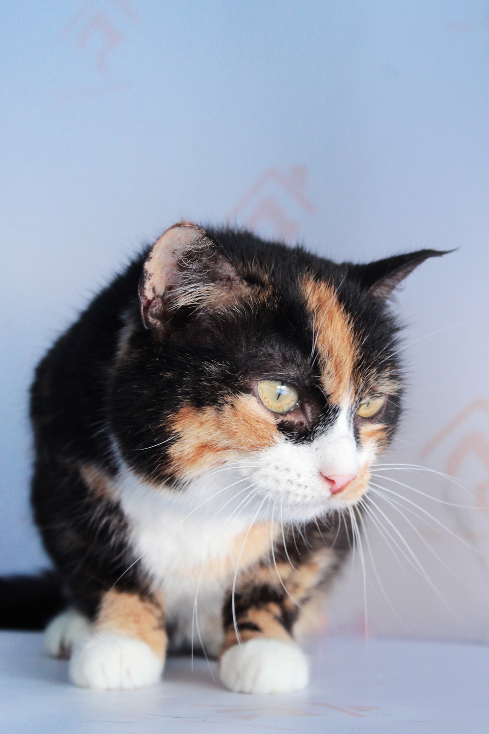 ph: Диана Стафеева