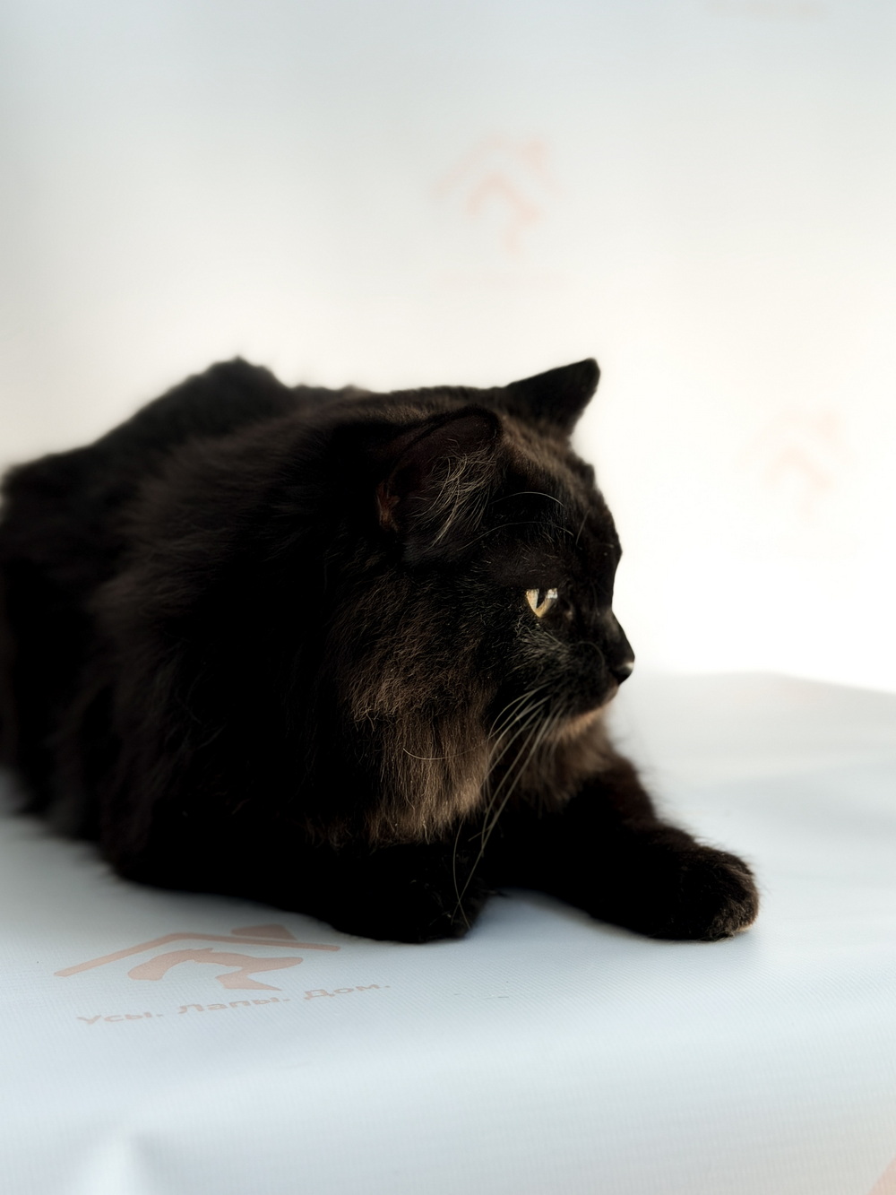 ph: Ирина Никифорова