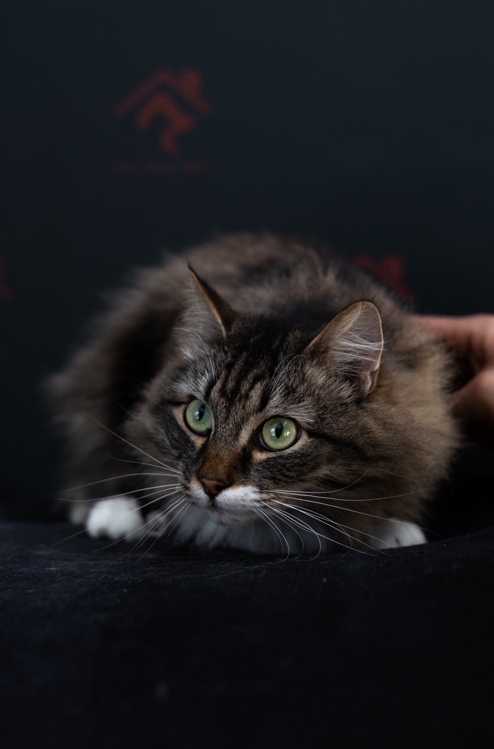 ph: Елена Тимофеева