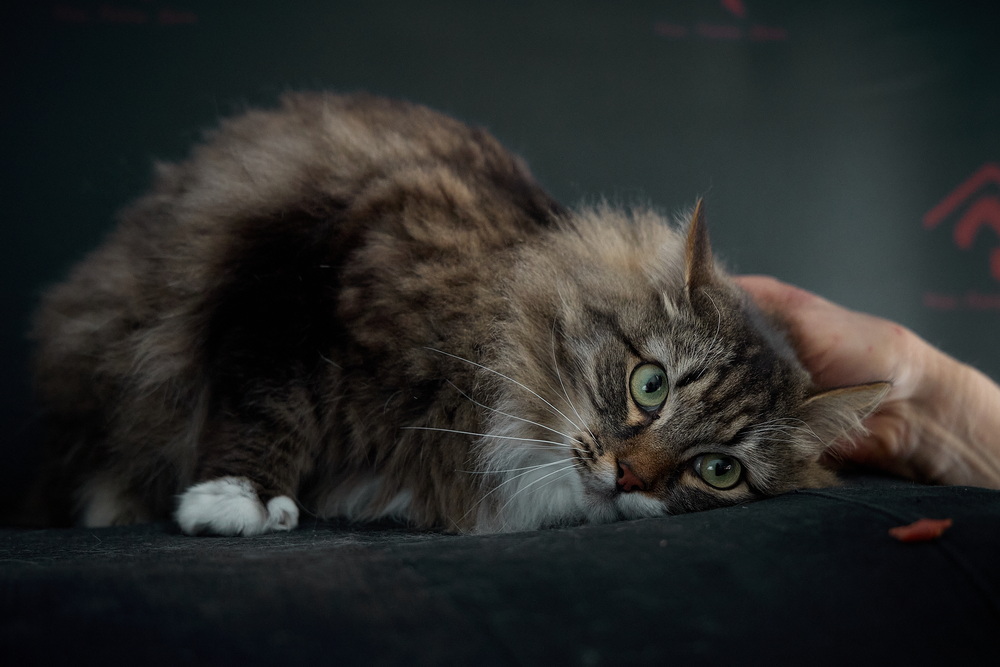 ph: Николай Коба