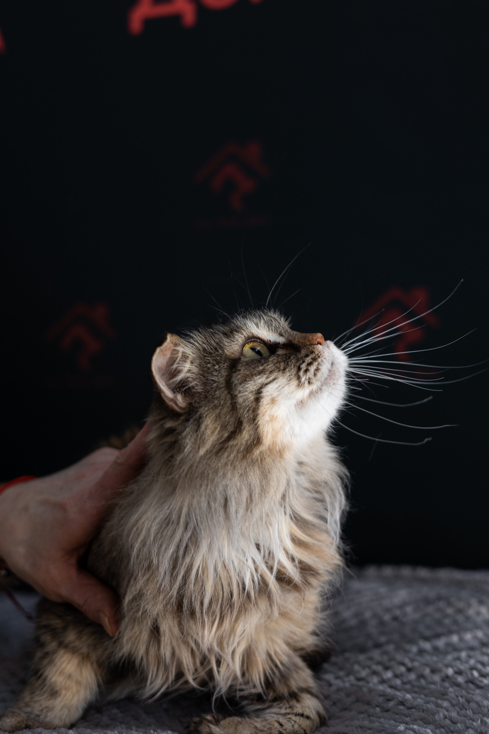 ph: Елена Тимофеева