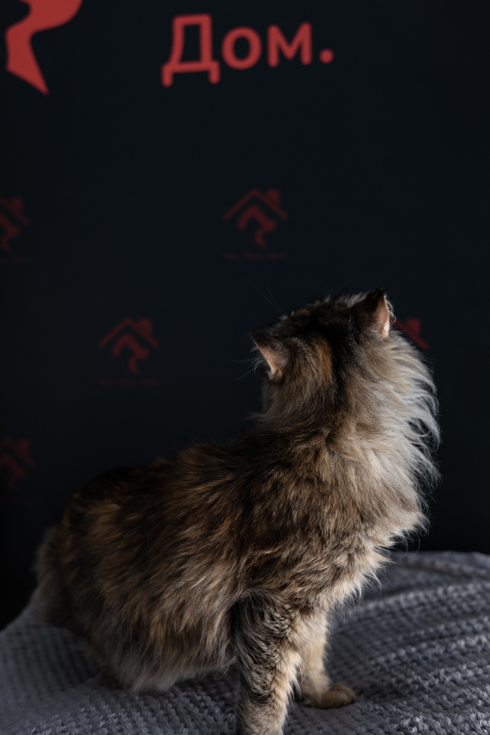 ph: Елена Тимофеева