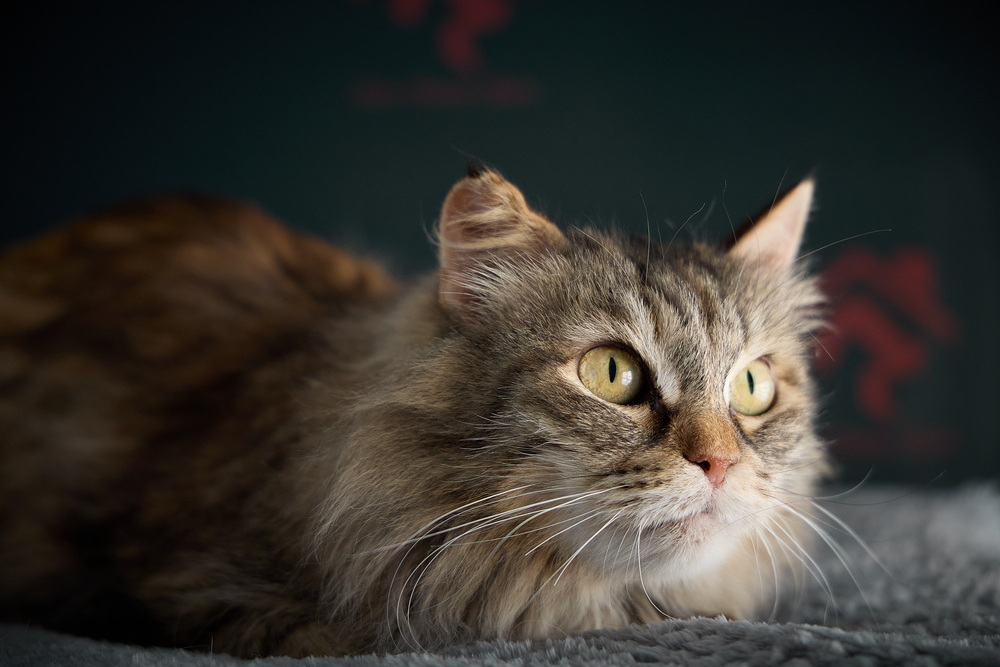 ph: Николай Коба