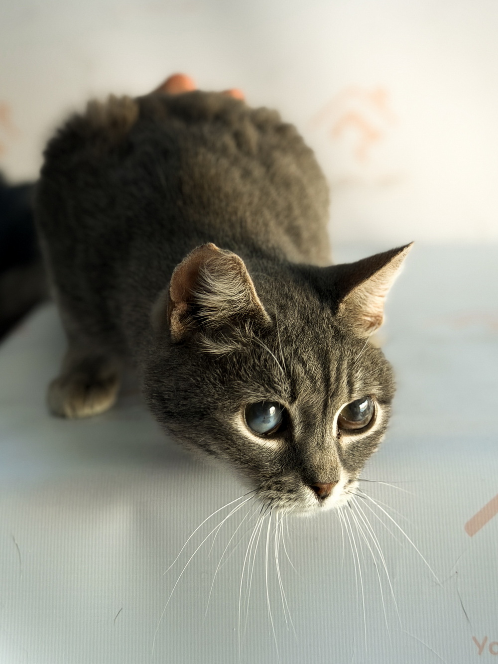 ph: Ирина Никифорова