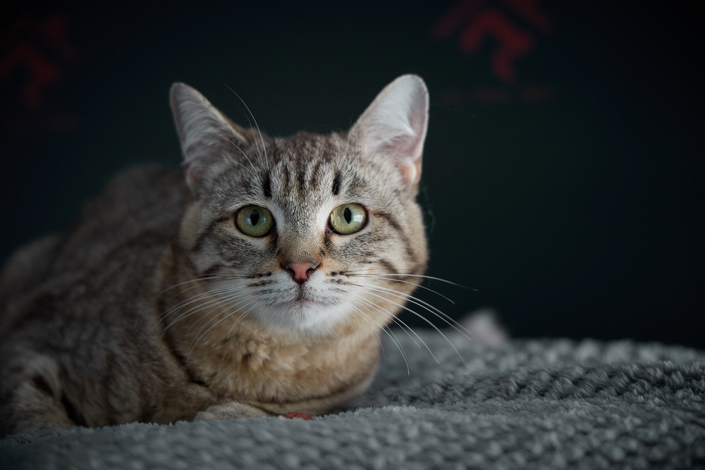 ph: Николай Коба