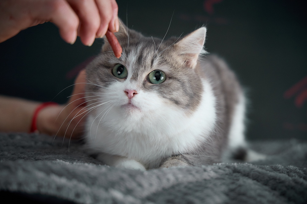 ph: Николай Коба