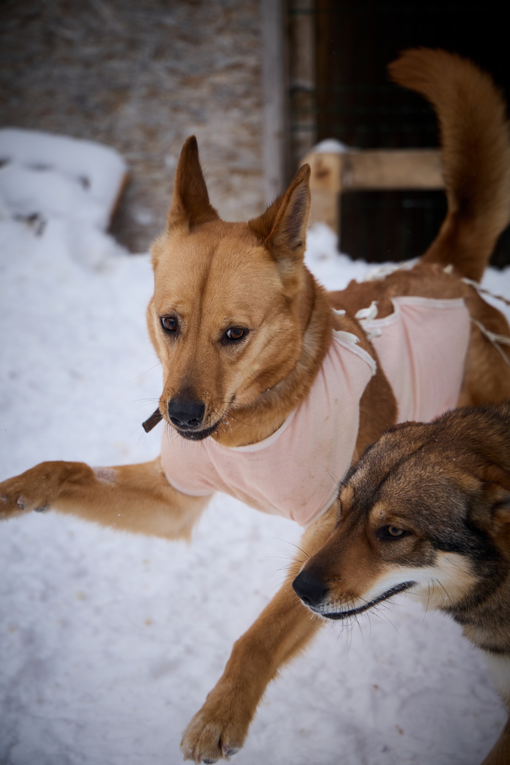 ph: Николай Коба