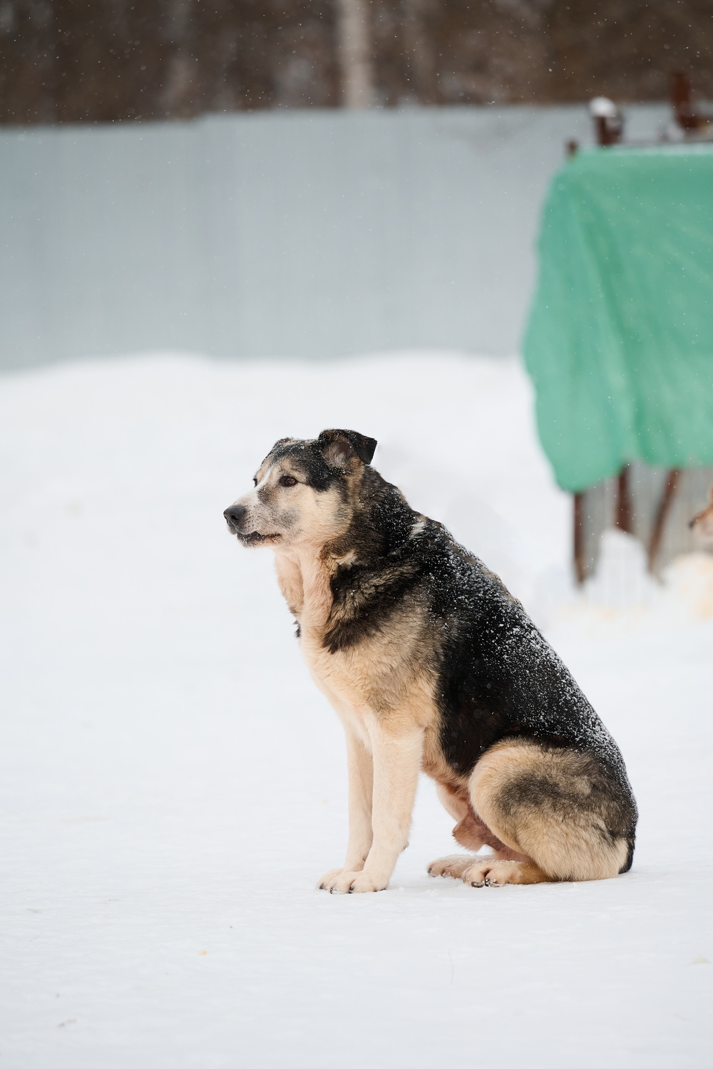 Анна Молодожён