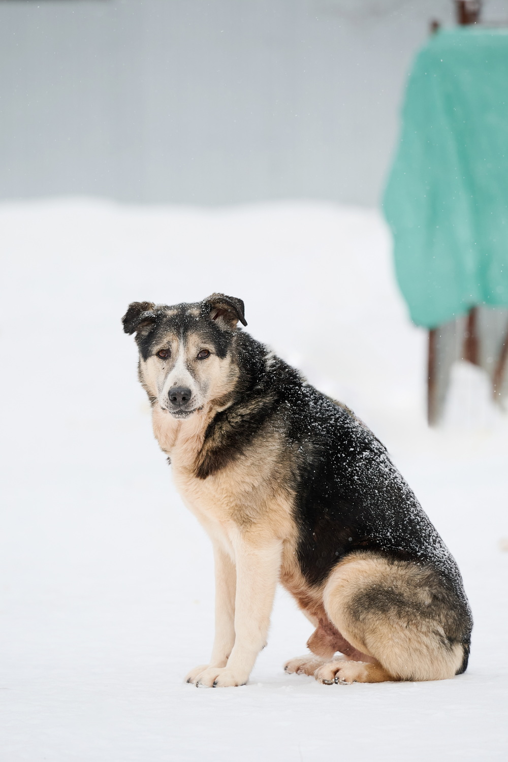 Анна Молодожён