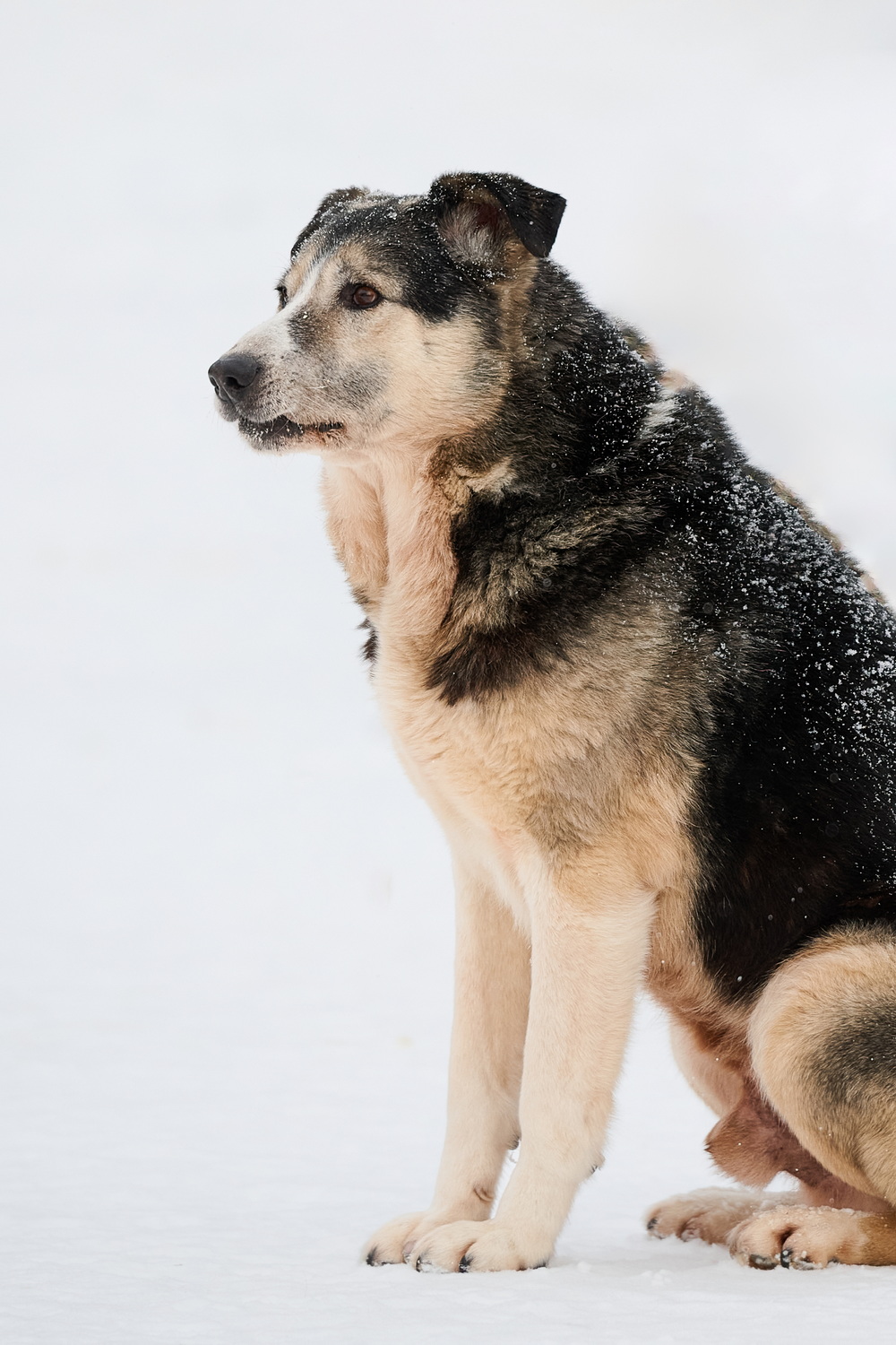 Анна Молодожён